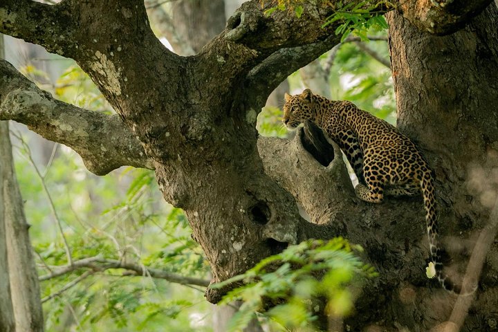 kabini