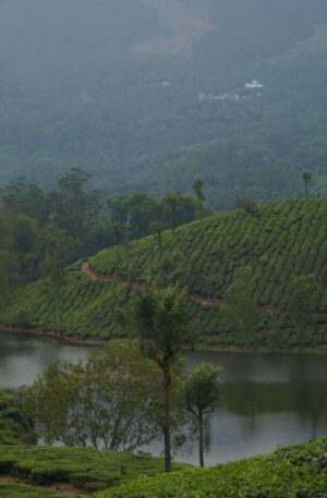 Explore the serene landscape of Munnar's tea plantations with lush greenery and tranquil water.